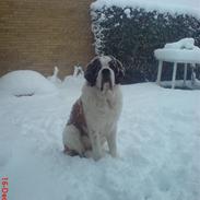 Sankt bernhardshund Zoomorfs Xando