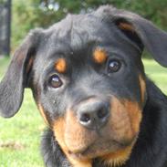 Rottweiler ASHIA