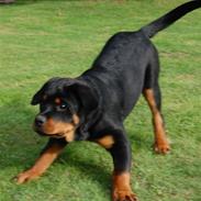Rottweiler ASHIA
