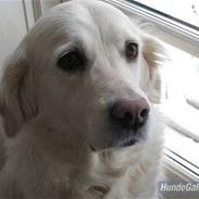 Golden retriever Molly 