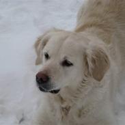 Golden retriever Molly 