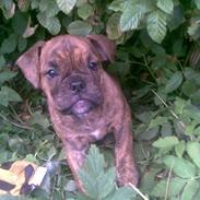 Olde english bulldogge Bullgaards Aino
