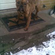 Olde english bulldogge Bullgaards Aino