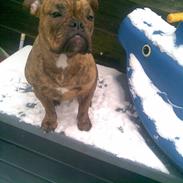 Olde english bulldogge Bullgaards Aino