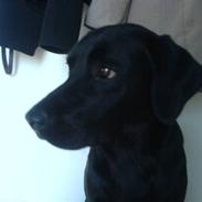 Labrador retriever Alfred (: