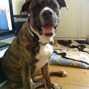 Blanding af racer Zinko