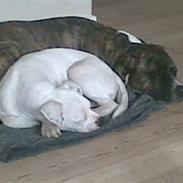 Blanding af racer Zinko