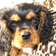 Cavalier king charles spaniel (Souvinier's) Charlie