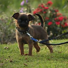 Griffon petit brabancon Gangster