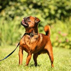 Griffon petit brabancon Gangster