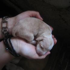 Blanding af racer Molly