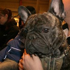 Fransk bulldog Basse