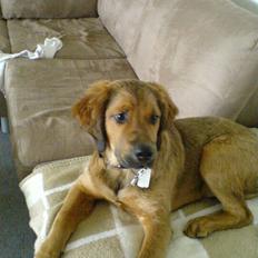 Blanding af racer Pumba