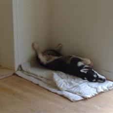 Alaskan malamute Sika