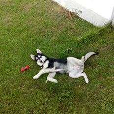 Alaskan malamute Sika