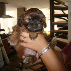 Shih tzu Nala