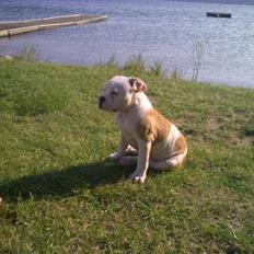 Olde english bulldogge Kecia (R.I.P.)
