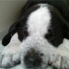 Blanding af racer Bernard