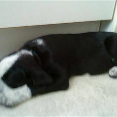 Blanding af racer Bernard