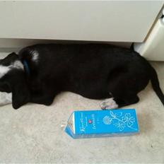 Blanding af racer Bernard