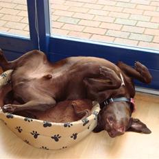 Blanding af racer Cocio (Coccomanden).