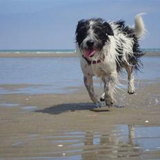 Jack russell terrier luffe