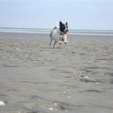 Jack russell terrier luffe