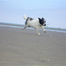 Jack russell terrier luffe