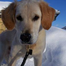 Golden retriever Charlie