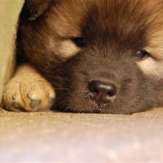 Eurasier Kærlundegårds Uno Jackson
