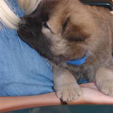 Eurasier Kærlundegårds Uno Jackson