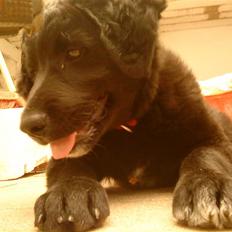 Flat coated retriever Sif