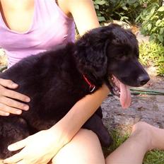 Flat coated retriever Sif