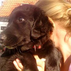 Flat coated retriever Sif