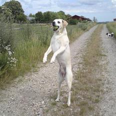 Labrador retriever Buchi