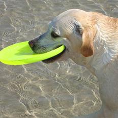 Labrador retriever Buchi