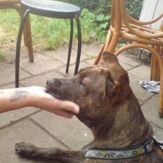 Amerikansk staffordshire terrier Tiki