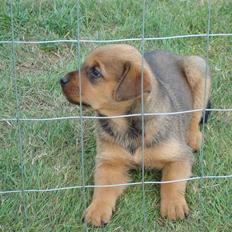 Blanding af racer * Cille * <3