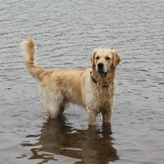 Golden retriever Casie *Englebarn*