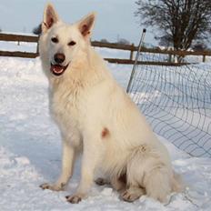 Hvid schæfer Joker The White Diamond