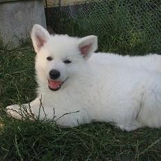 Hvid schæfer Joker The White Diamond