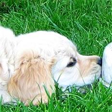 Blanding af racer Uni