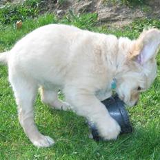 Blanding af racer Uni