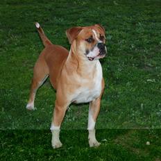 Amerikansk bulldog Morgan