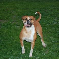 Amerikansk bulldog Morgan