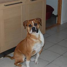 Amerikansk bulldog Morgan