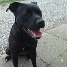 Amerikansk staffordshire terrier Amy