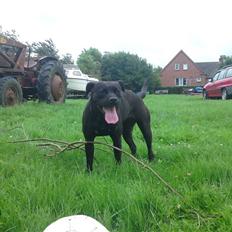 Amerikansk staffordshire terrier Amy