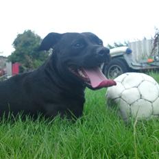 Amerikansk staffordshire terrier Amy