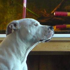 Blanding af racer Tulle